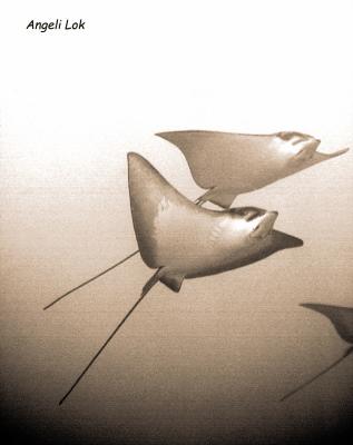 Manta Rays