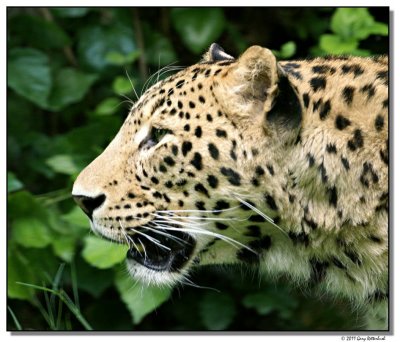 leopard-10792-sm.JPG