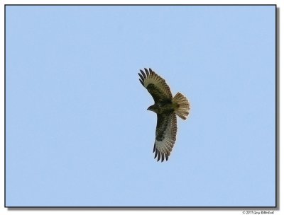 hawk-13857-sm.JPG