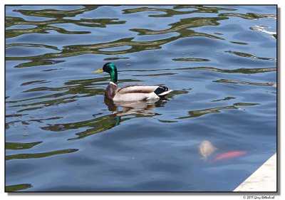 duck-6959-sm.JPG