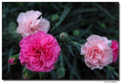 carnations-7155-smJPG.jpg