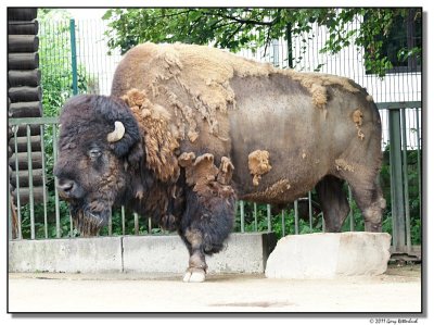 bison-14555-sm.JPG