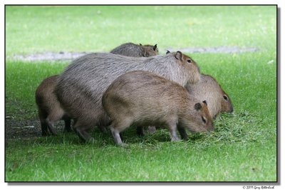 capybara14638-sm.JPG