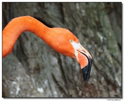 flamingo-14621-sm.JPG