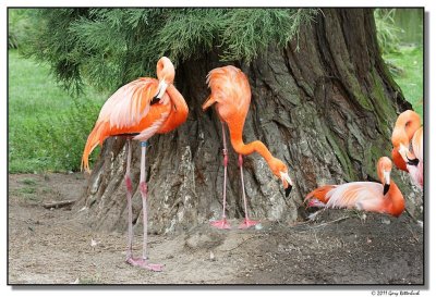 flamingos-14618-sm.JPG
