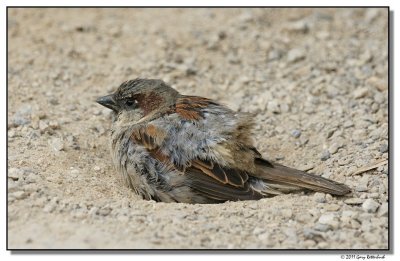 sparrow-14754-sm.JPG