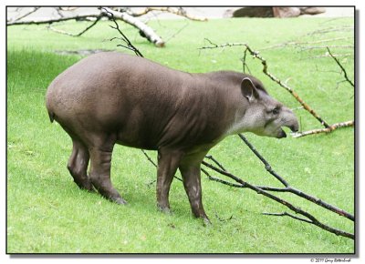 tapir-14637-sm.JPG