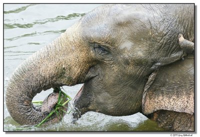 elephanteat-14710-sm.JPG