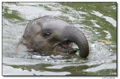 elephantswim-14707-sm.JPG