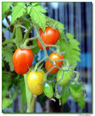 tomatoes-15317-sm.JPG
