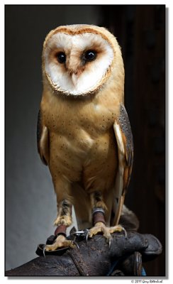 owl-15562-sm.JPG