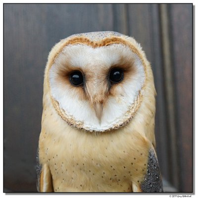 owl-0067-sm.JPG