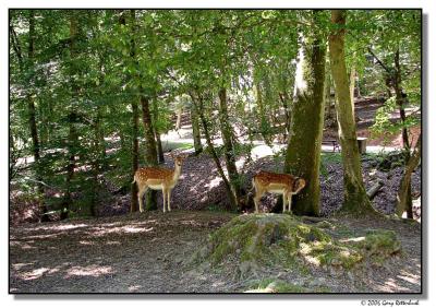 deer-1981-sm.JPG