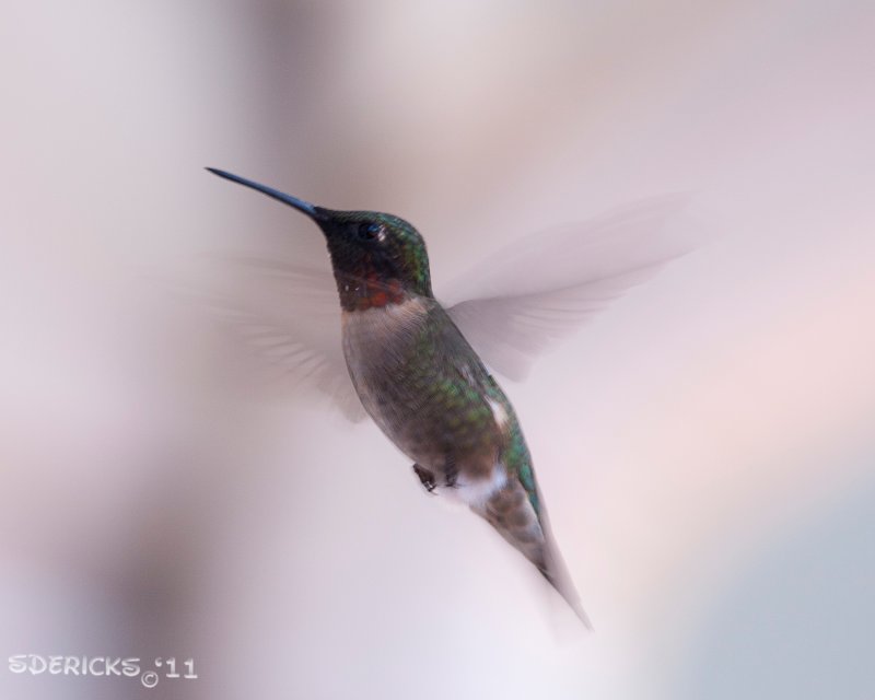 IMG_6894b.jpg