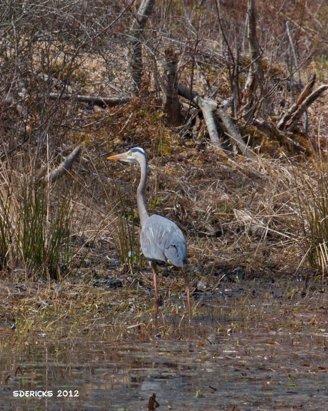 IMG_8443b.jpg