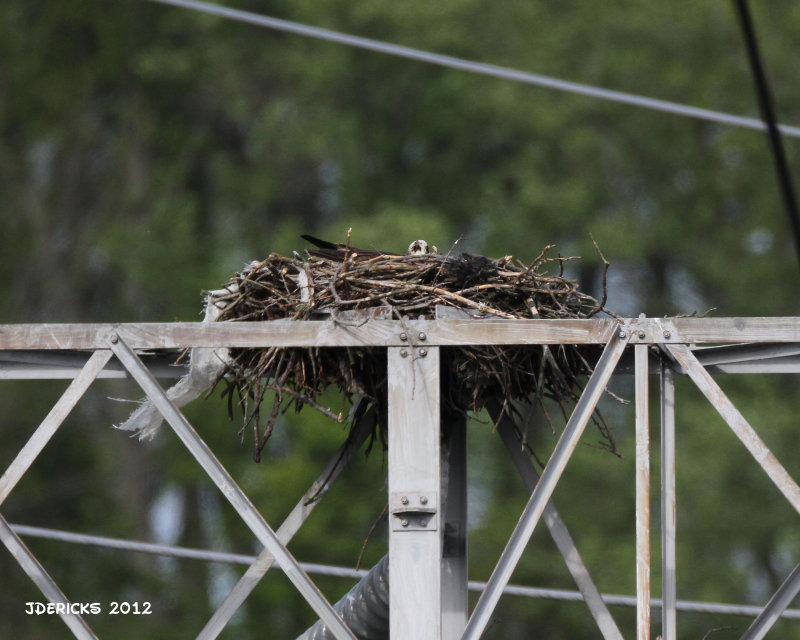 IMG_2148b.jpg