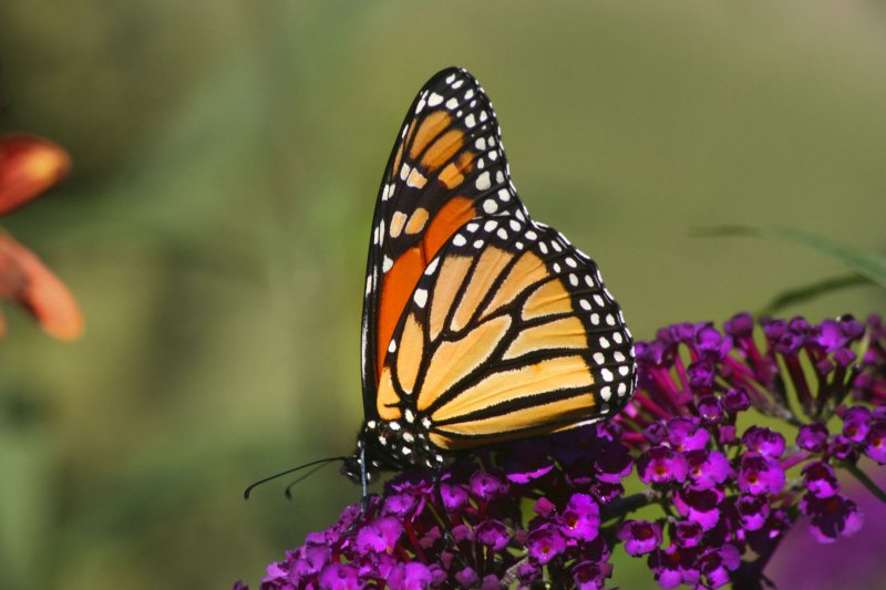 IMG_1763w.jpg