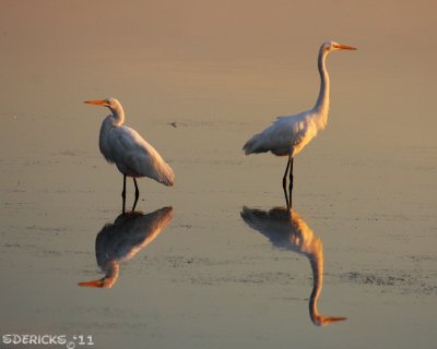 IMG_5337b.jpg