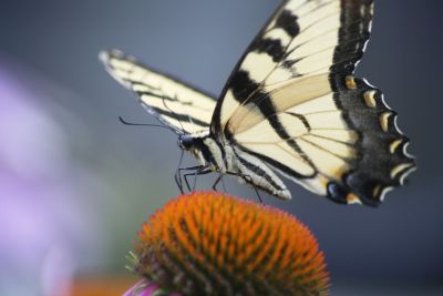 IMG_0149w.jpg