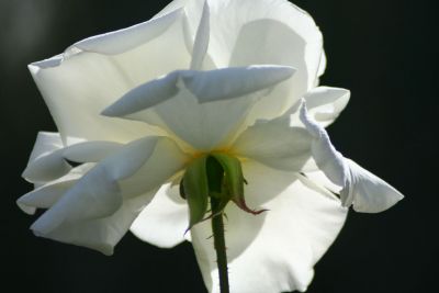 IMG_2783w.jpg