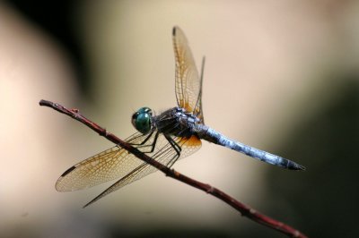 IMG_6877.jpg