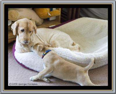 goldie  sparky94981.jpg