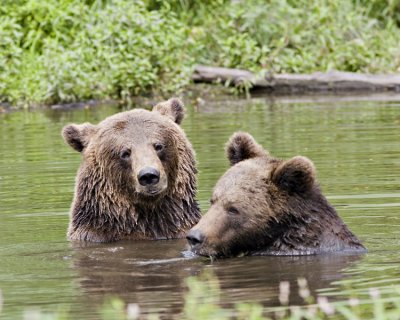 bears8303.jpg