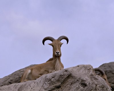 king of the hill8317.jpg
