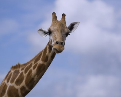 giraffe37CE0120.jpg