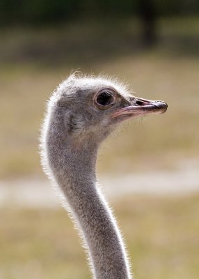 ostrich8274.jpg