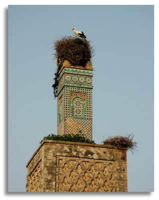 Stork