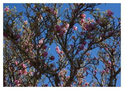 Magnolia