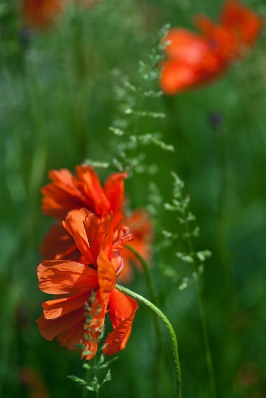 Natures Blossoms