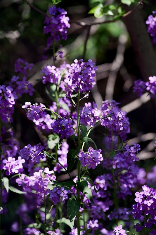 Natures Blossoms