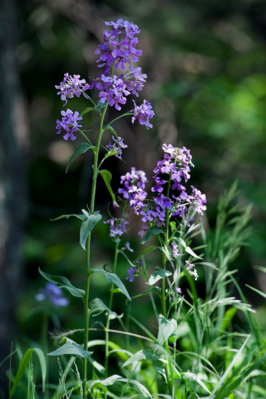 Natures Blossoms