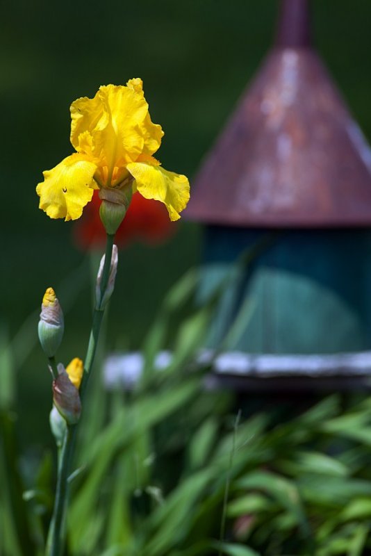 Natures Blossoms