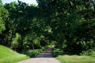 'Summer Woods'