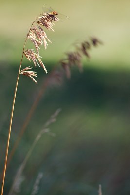 'Earth Laughs in Flowers'