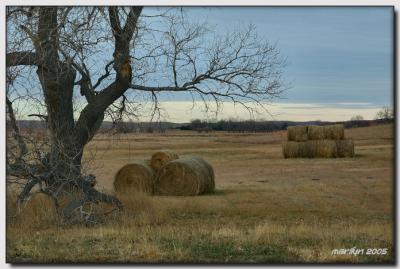 'early morning light ... '