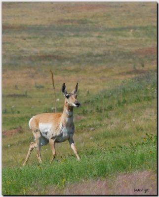 'The Black Hills ... '