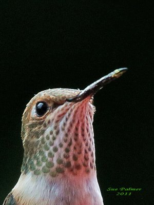 7-18 hb 6610.JPG