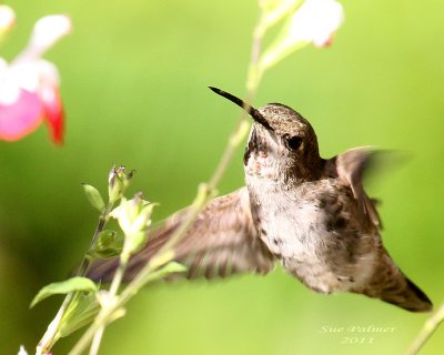 eh_2011_hummers