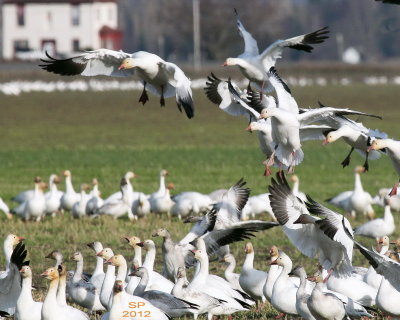 1-27 geese landing e 8434 .jpg