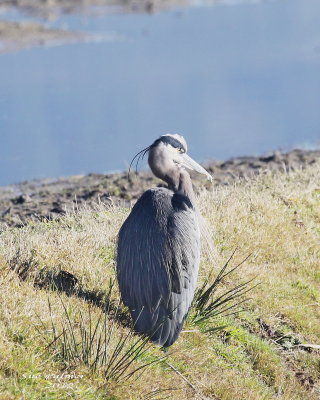 2-2 heron 8536.jpg