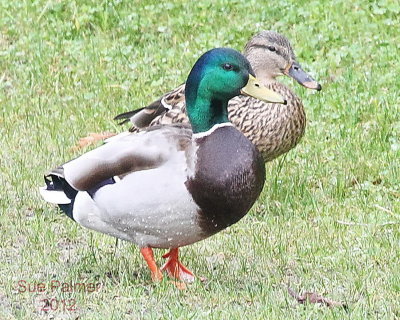 3-4 mallard pair 0464.JPG