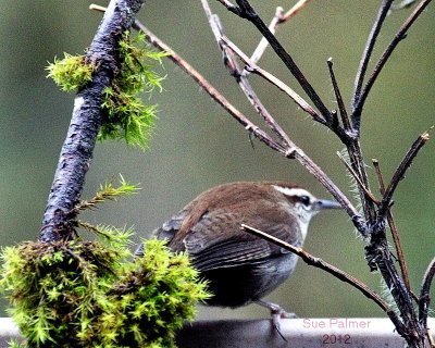 4-3 Bewicks Wren e 2168.JPG