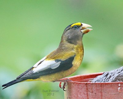 4-3 e grosbeak e 2158.JPG