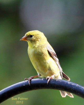 5-16 g finch 2373.JPG