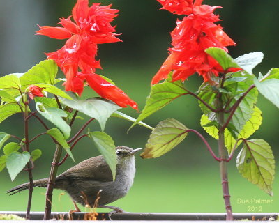 6-6 b wren 3315.JPG