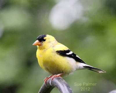 6-9 g finch 3483.JPG